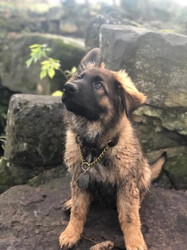 Cotswold Dog Training