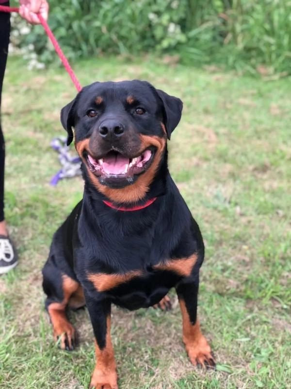 Cotswold Dog Training