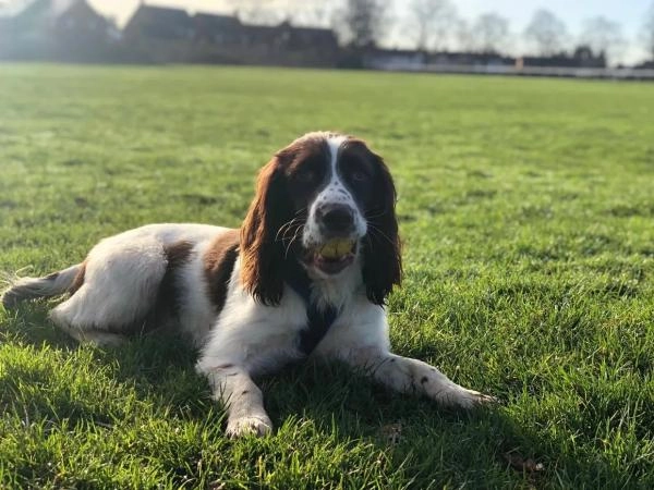 Cotswold Dog Training