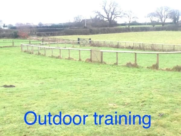 Aricia Dog training