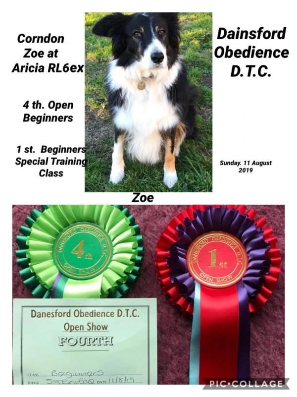 Aricia Dog training