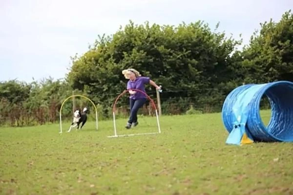 IQ K9 Academy
