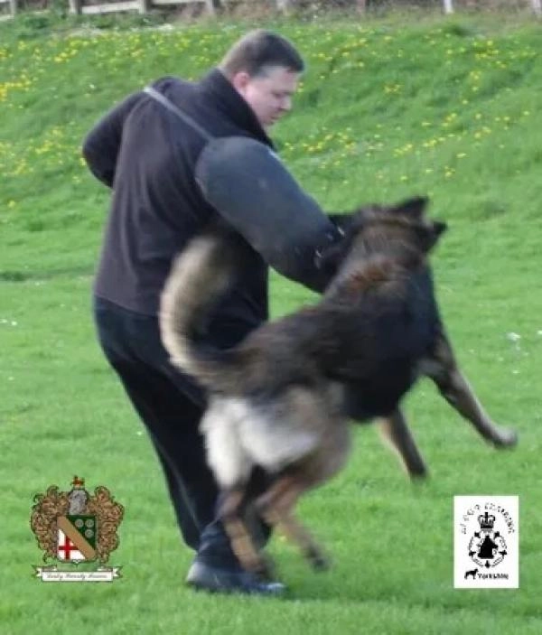 A1 Dog Training Centre