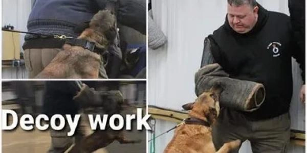A1 Dog Training Centre