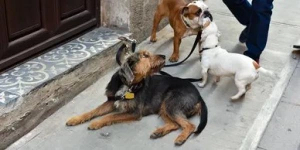 A1 Dog Training Centre