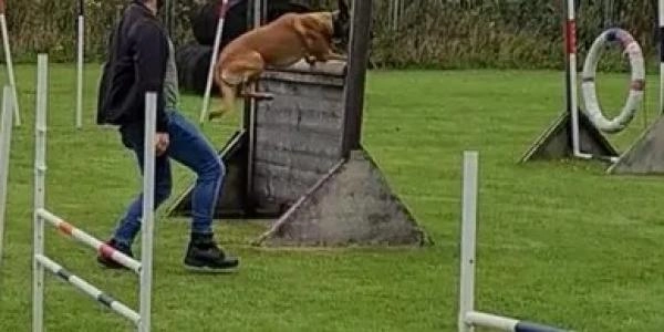 A1 Dog Training Centre