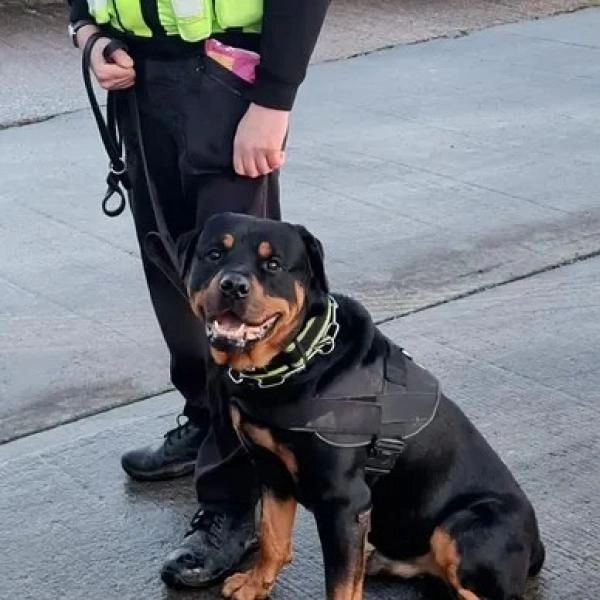 A1 Dog Training Centre