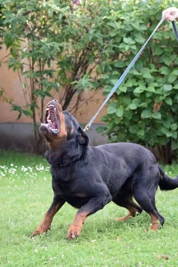 A1 Dog Training Centre