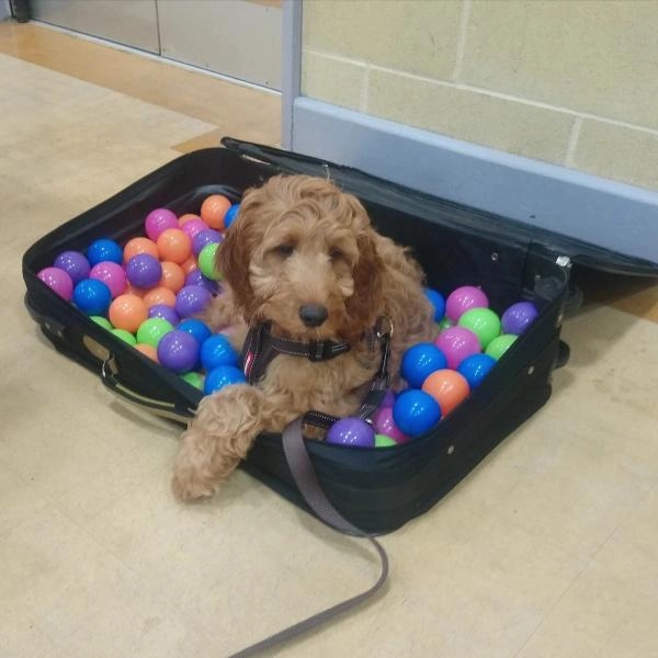 CD Dog Training