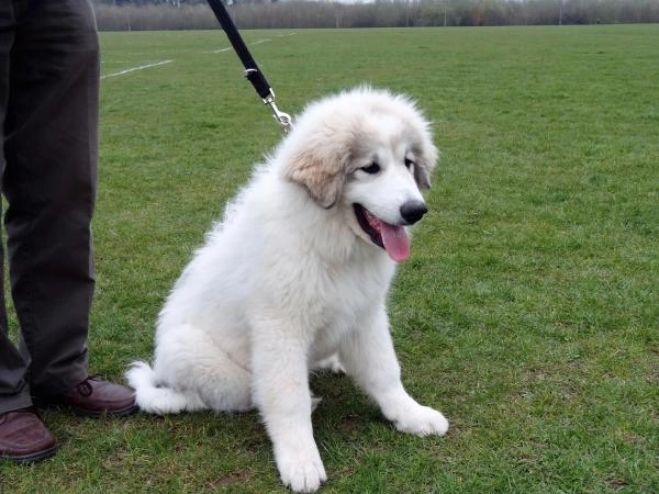 CD Dog Training