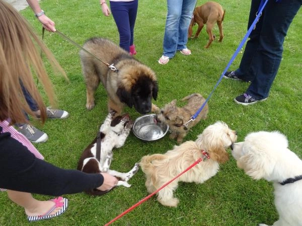 CD Dog Training