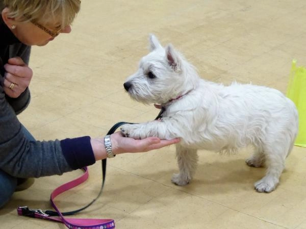 CD Dog Training