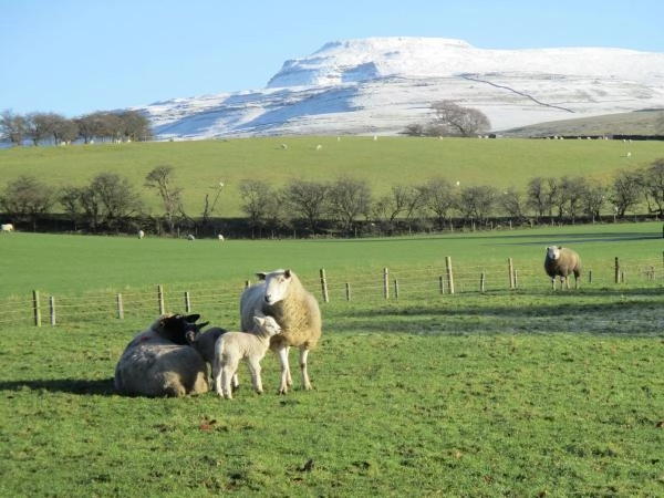 Lundholme Farm Cottages