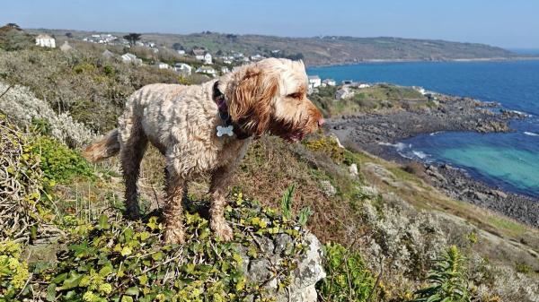 Little Trevothan Camping & Caravan Park