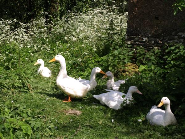 Horry Mill Farm