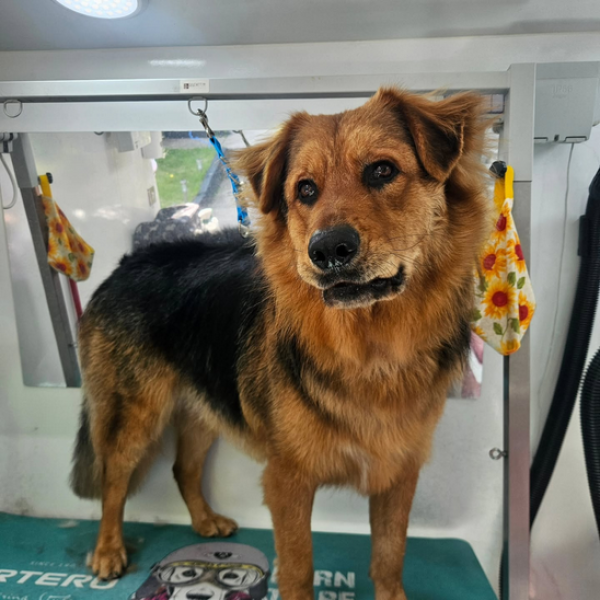 Signature Canines