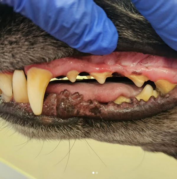 Signature Canines