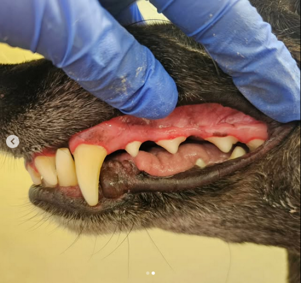 Signature Canines