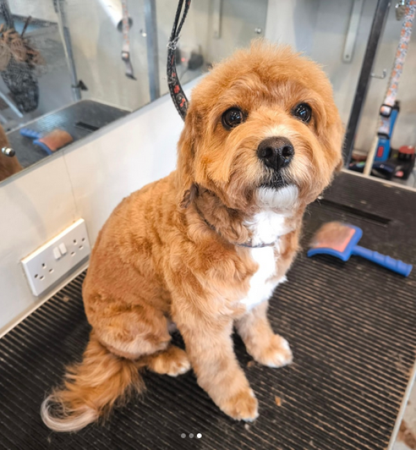 Pro Dog Grooming