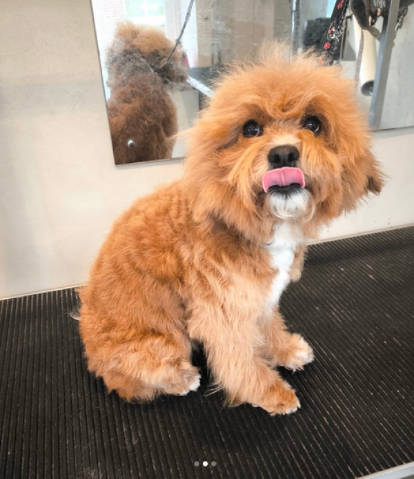 Pro Dog Grooming