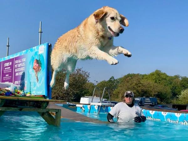 Canine Dip and Dive Wymondham