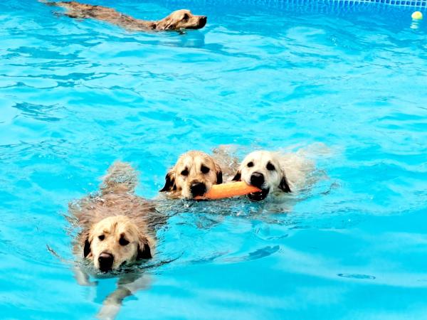 Canine Dip and Dive Wymondham