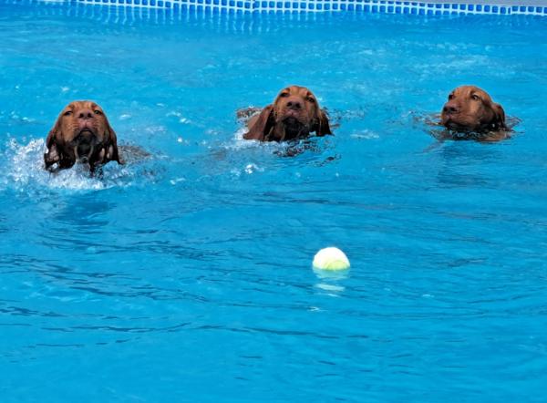 Canine Dip and Dive Wymondham