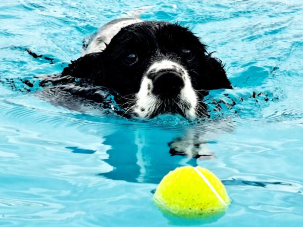 Canine Dip and Dive Wymondham