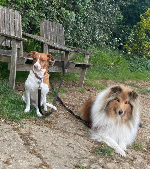 Happy Hounds & Horses