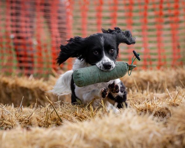 Hotdog Training