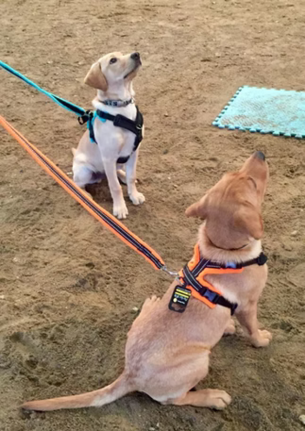 Hotdog Training