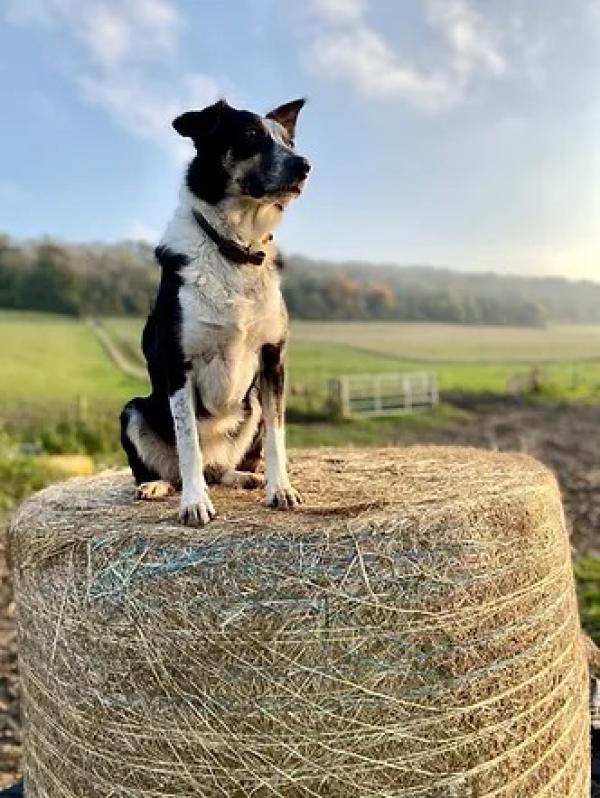 Chilton Farmyard B&B