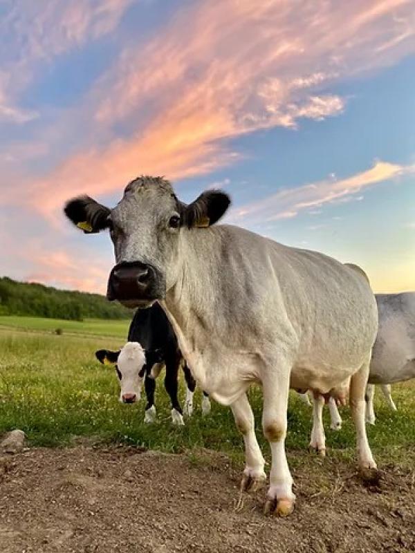 Chilton Farmyard B&B