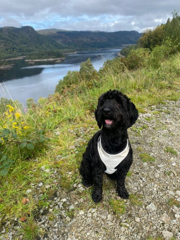Woof Terrain Dog Services