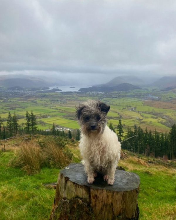 Woof Terrain Dog Services