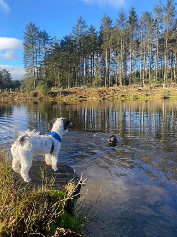 Woof Terrain Dog Services
