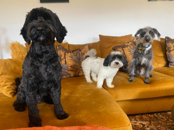 Woof Terrain Dog Services