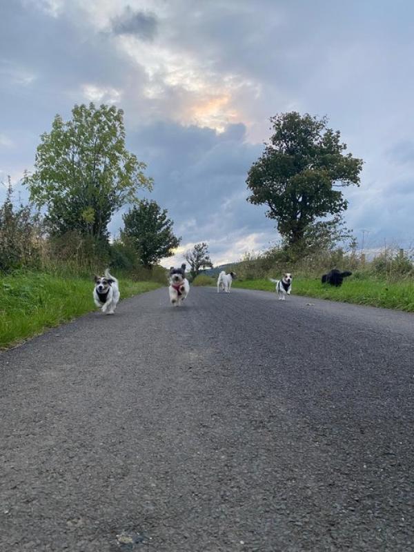 Woof Terrain Dog Services