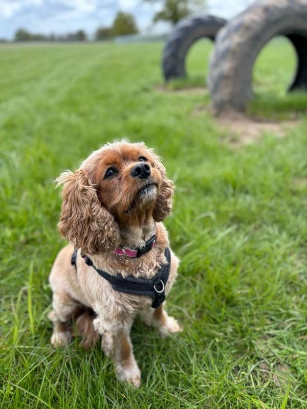 Eves Hill Farm Dog Exercise Field