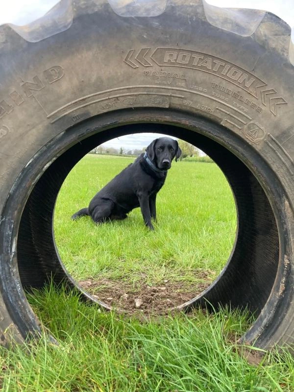 Eves Hill Farm Dog Exercise Field