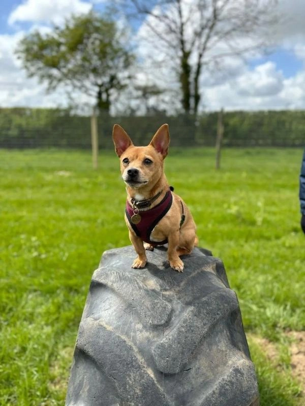 Eves Hill Farm Dog Exercise Field
