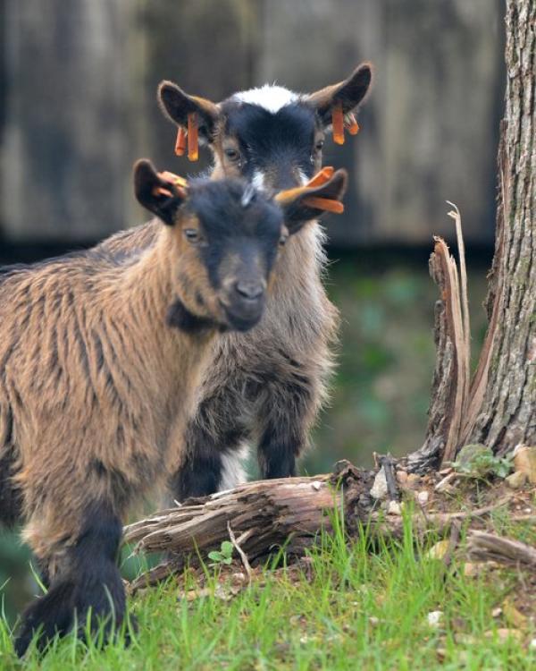 Lamarth Farm