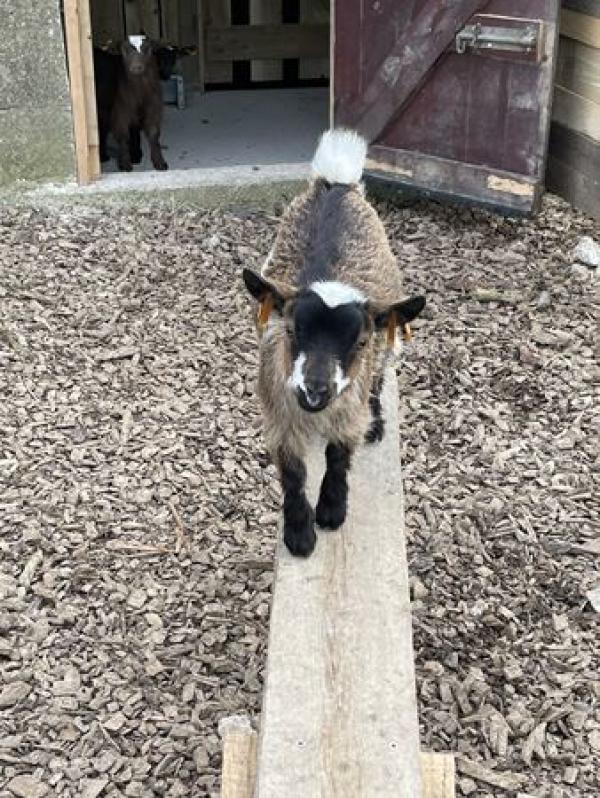 Lamarth Farm