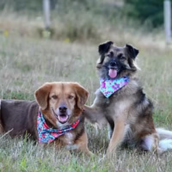 Schooling 4 Dogs & Humans
