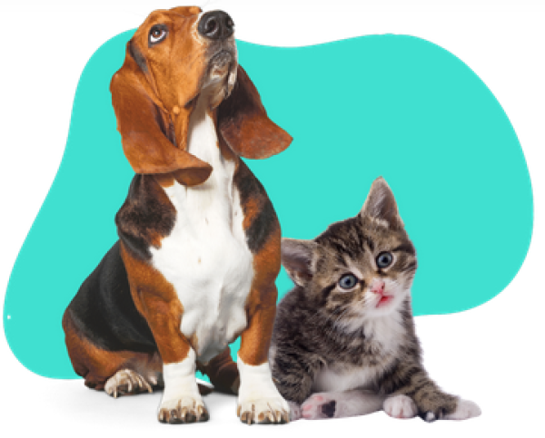 Pet Care for You Limited