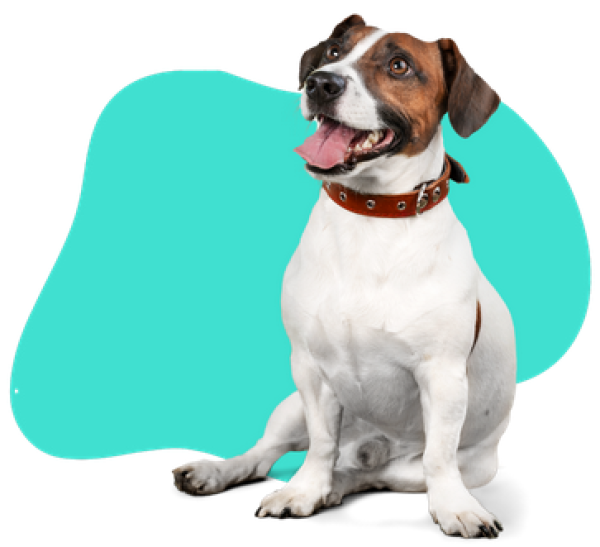 Pet Care for You Limited