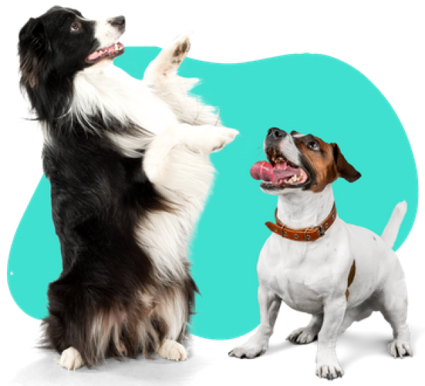 Pet Care for You Limited