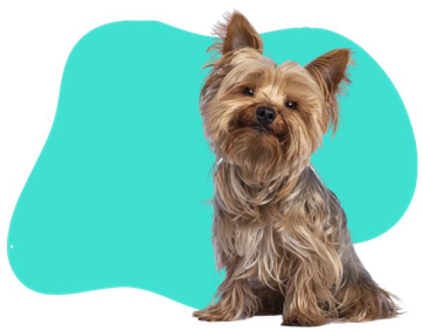Pet Care for You Limited
