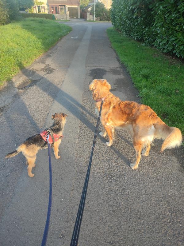 Dirty Hounds