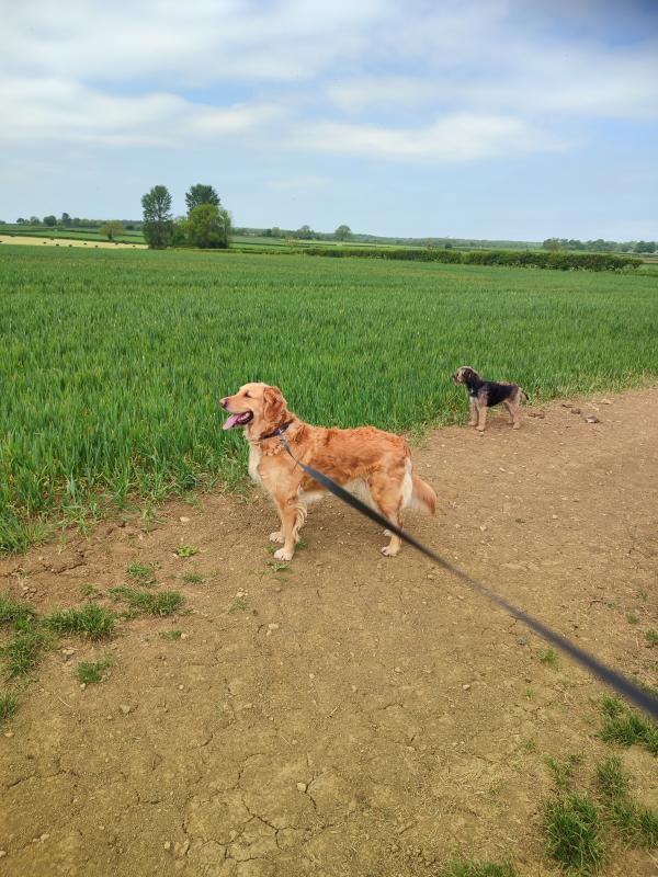 Dirty Hounds